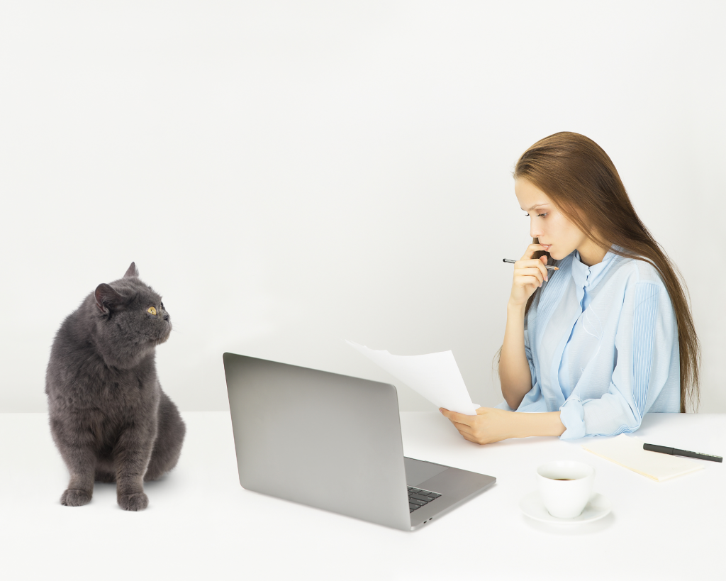 assistante virtuelle en plein travail avec un dossier à la main, elle est assise à son bureau blanc, devant son ordinateur portable ouvert, et un chat gris se trouvant sur le bureau est en train de la regarder